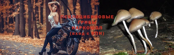 индика Алзамай